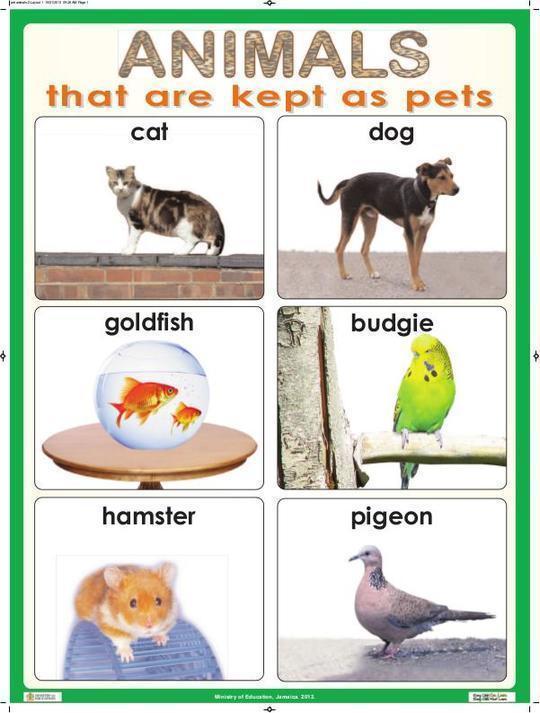 Animals That Are Kept As Pets By Ministry Of Education BookFusion